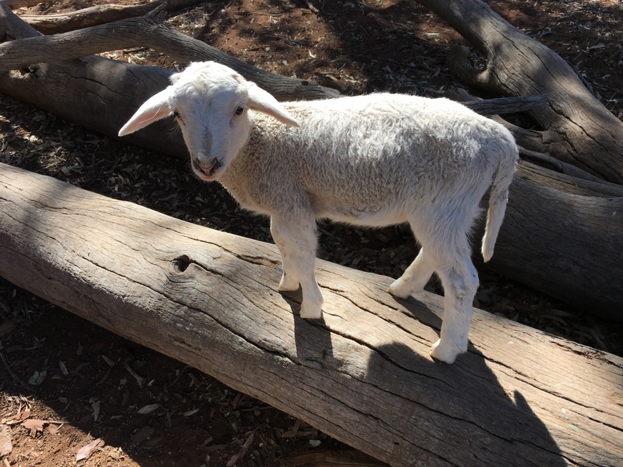 snowy_my_eerste_hanslammer